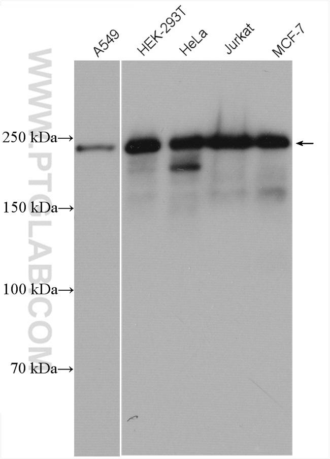 SFRS2IP Antibody in Western Blot (WB)