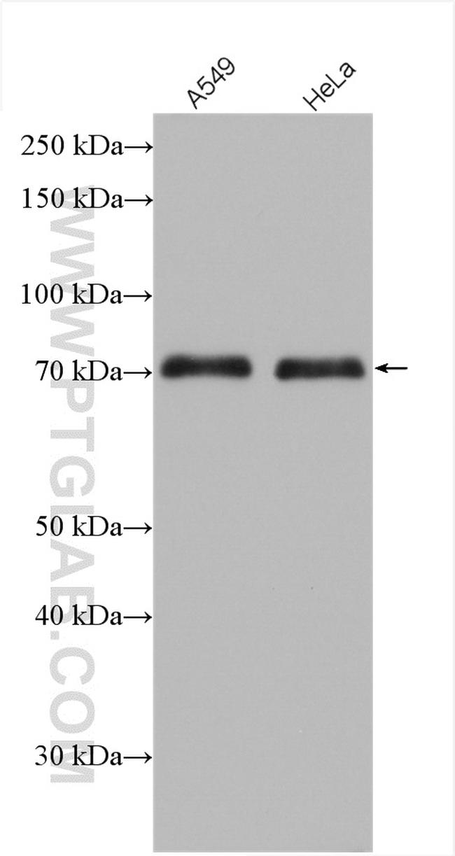 LIMD1 Antibody in Western Blot (WB)