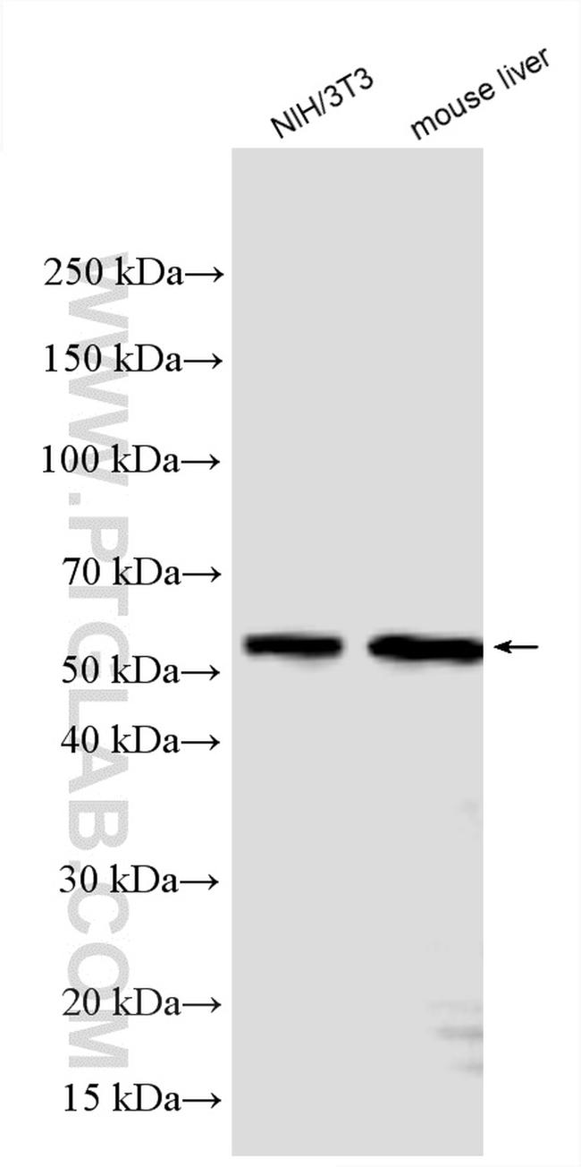 AKT2 Antibody in Western Blot (WB)