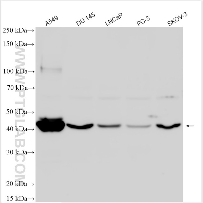 DMRT1 Antibody in Western Blot (WB)