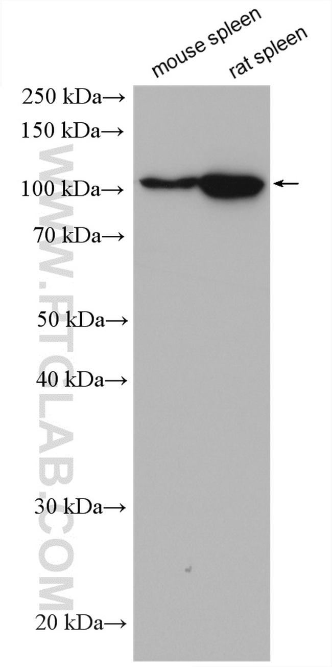 PTPRK Antibody in Western Blot (WB)