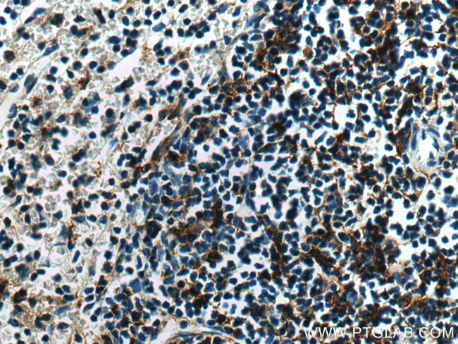 NCF1 Antibody in Immunohistochemistry (Paraffin) (IHC (P))