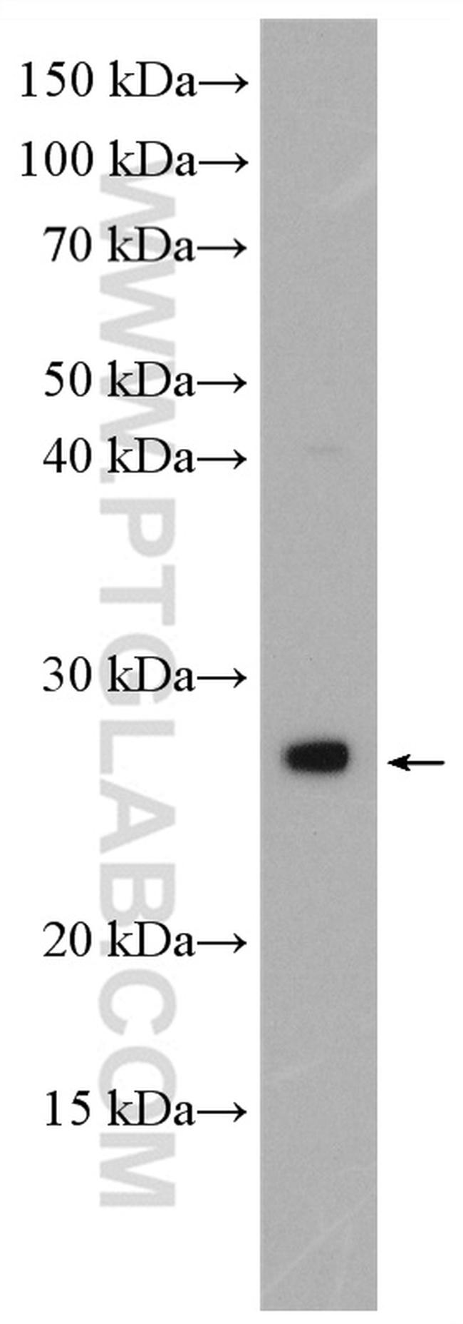 BDNF Antibody in Western Blot (WB)