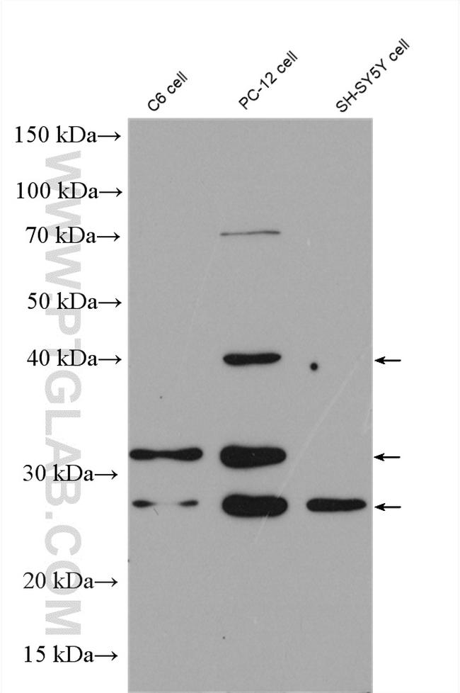 BDNF Antibody in Western Blot (WB)