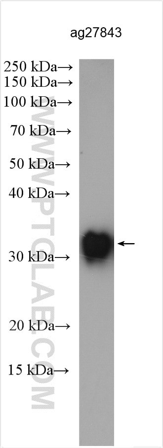 mAID tag Antibody in Western Blot (WB)