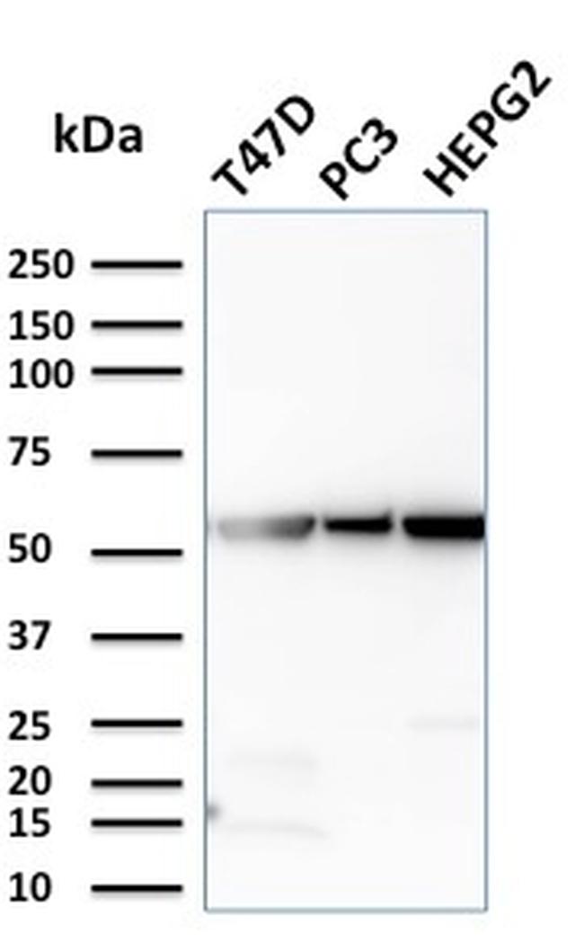 Glucose 6-Phosphate Isomerase Antibody in Western Blot (WB)