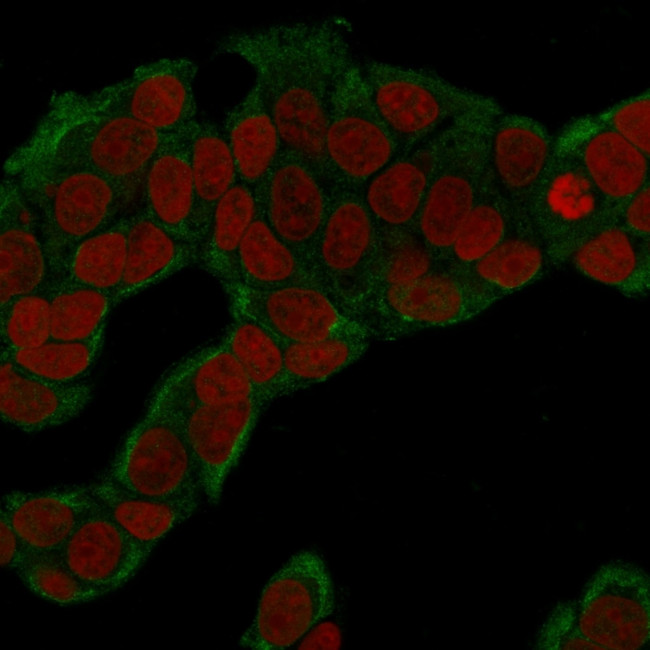 Glucose 6-Phosphate Isomerase Antibody in Immunocytochemistry (ICC/IF)