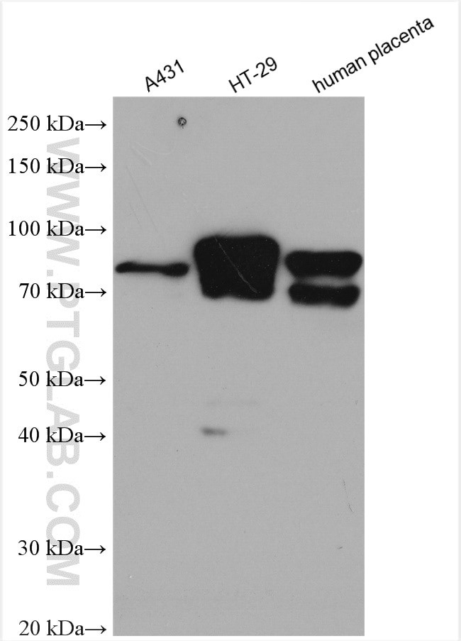 BCAM Antibody in Western Blot (WB)