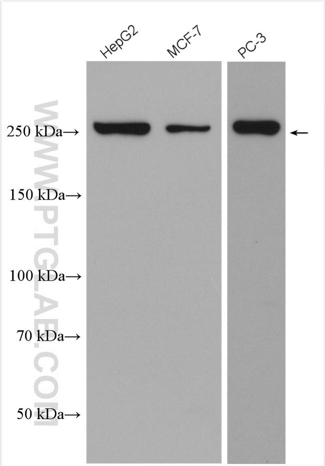 mTOR Antibody in Western Blot (WB)