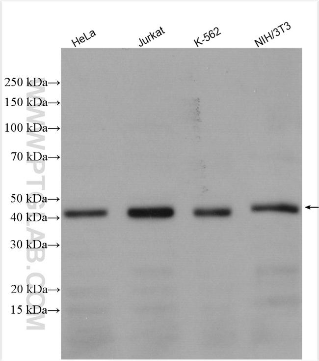 TSG101 Antibody in Western Blot (WB)