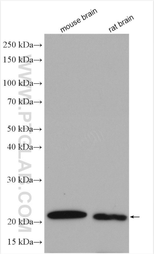 DUSP3 Antibody in Western Blot (WB)