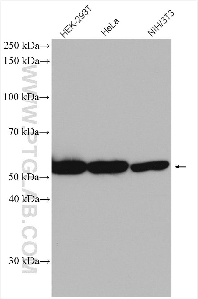 BYSL Antibody in Western Blot (WB)