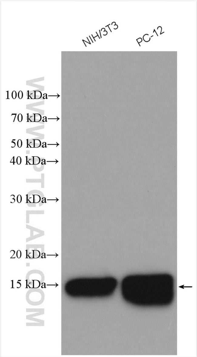 UBE2D1/2/3/4 Antibody in Western Blot (WB)