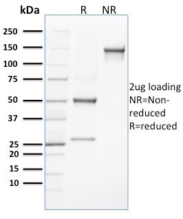 CLEC9A/DNGR1 (Dendritic Cell Marker) Antibody in SDS-PAGE (SDS-PAGE)