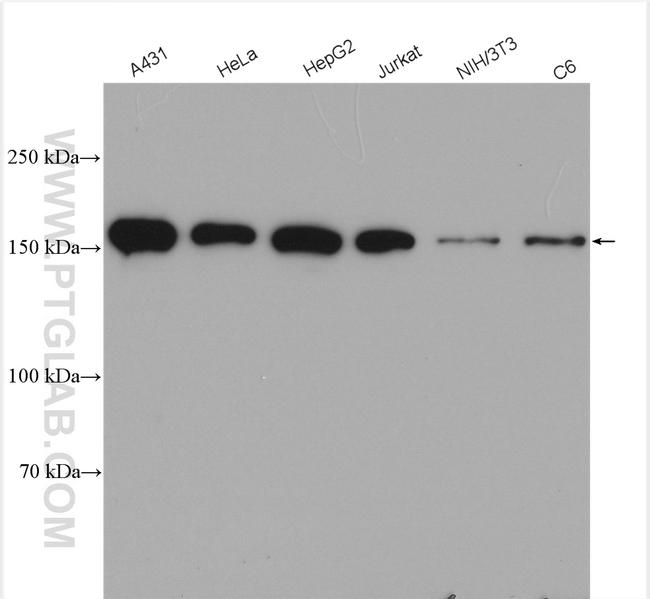 EEA1 Antibody in Western Blot (WB)