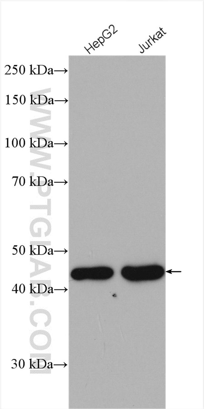 MAEA Antibody in Western Blot (WB)