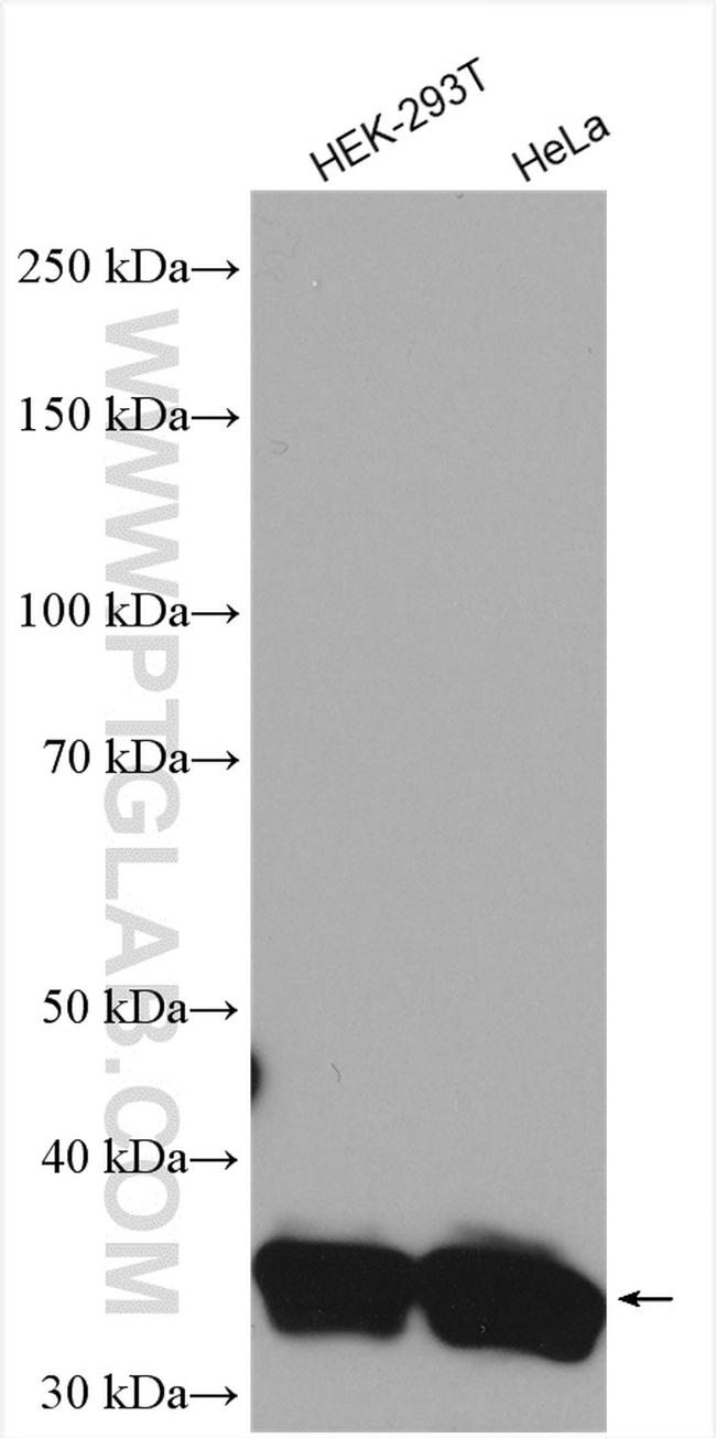 ARPC1B Antibody in Western Blot (WB)