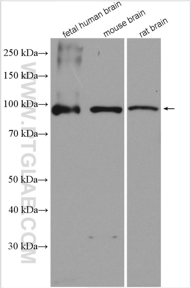 SEMA4C Antibody in Western Blot (WB)