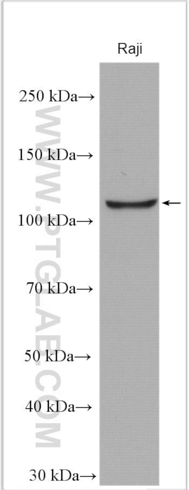 TAOK3 Antibody in Western Blot (WB)