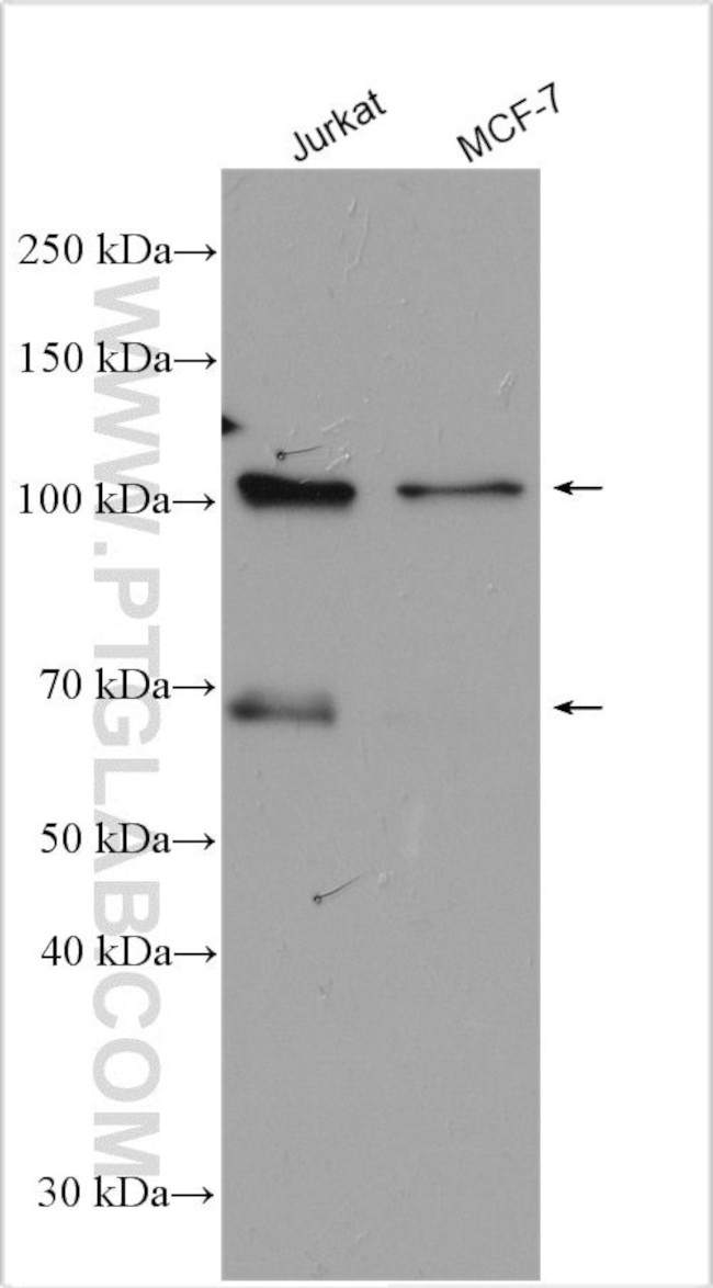 PHF17 Antibody in Western Blot (WB)