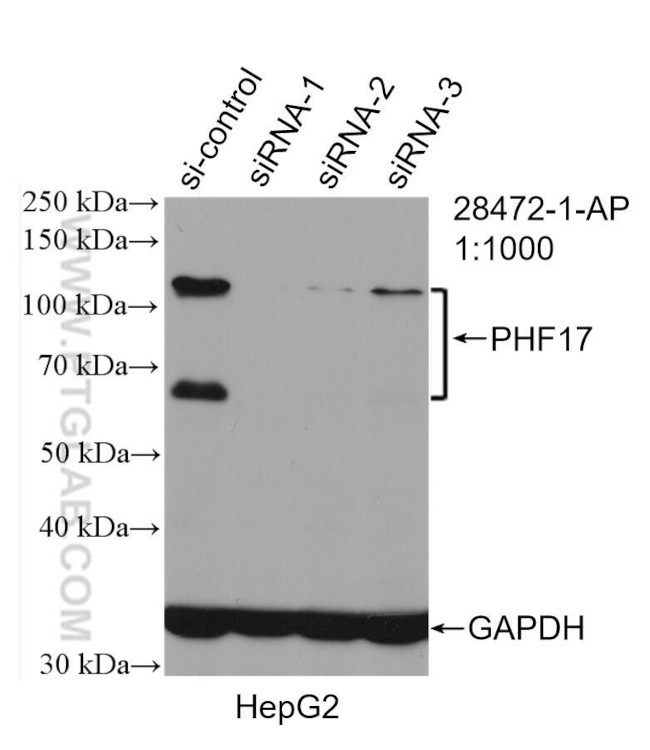 PHF17 Antibody in Western Blot (WB)