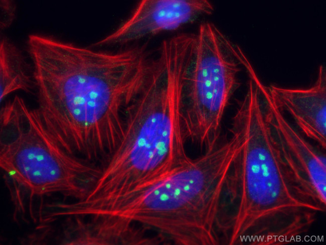 NOC2L Antibody in Immunocytochemistry (ICC/IF)