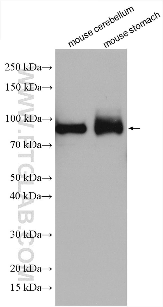 NOC2L Antibody in Western Blot (WB)