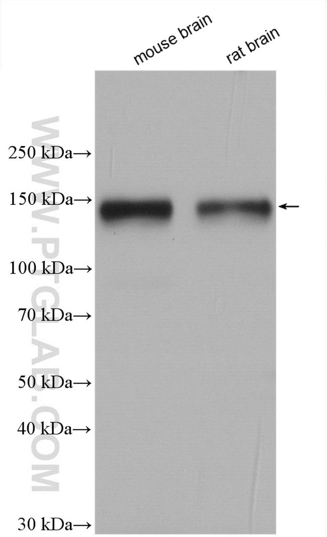 TYRO3 Antibody in Western Blot (WB)