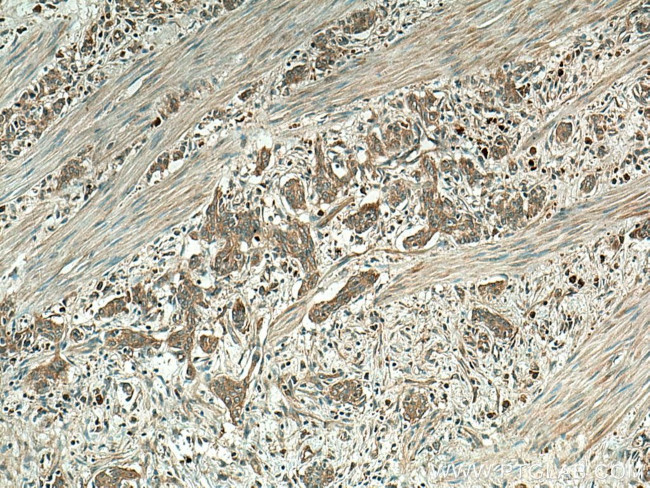 PGC Antibody in Immunohistochemistry (Paraffin) (IHC (P))