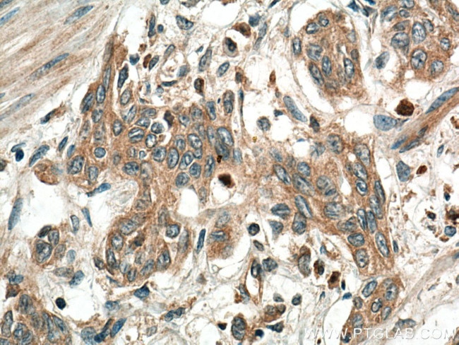 PGC Antibody in Immunohistochemistry (Paraffin) (IHC (P))