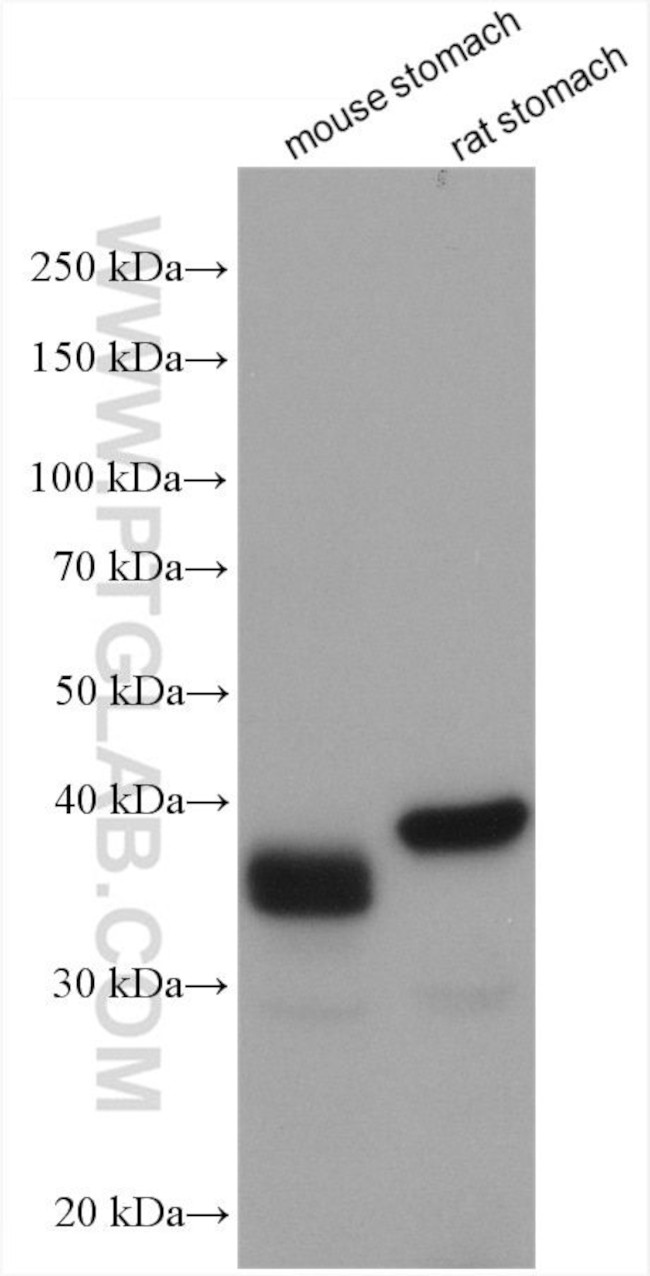 PGC Antibody in Western Blot (WB)