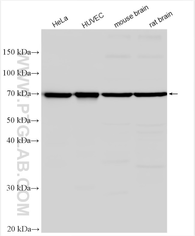 DLL1 Antibody in Western Blot (WB)
