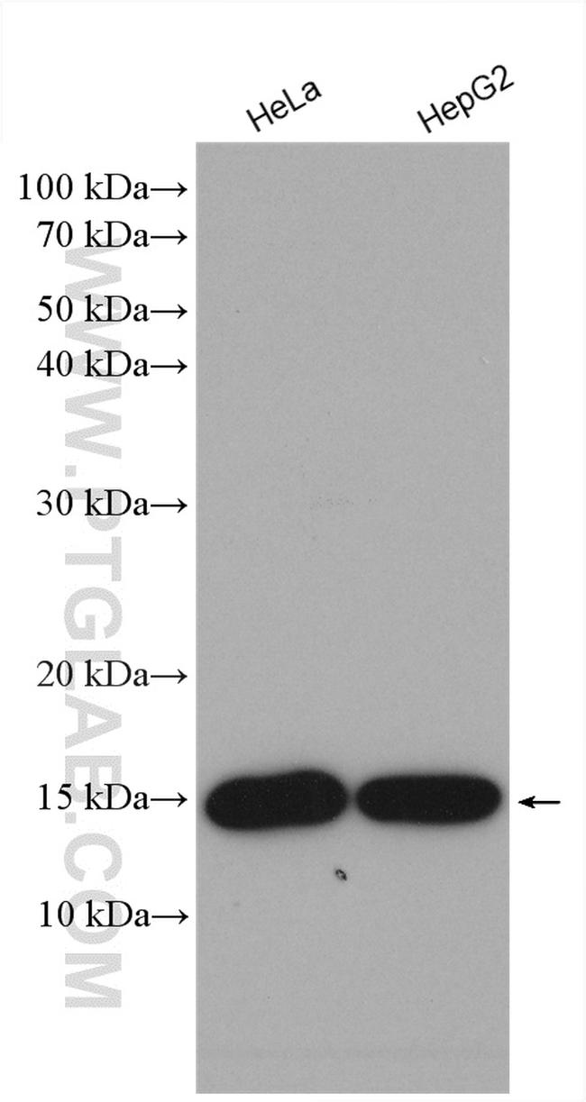 CDA Antibody in Western Blot (WB)