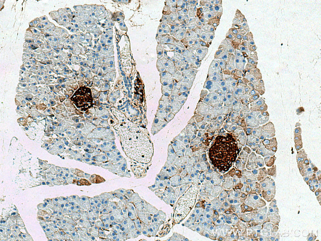 Ins1 Antibody in Immunohistochemistry (Paraffin) (IHC (P))