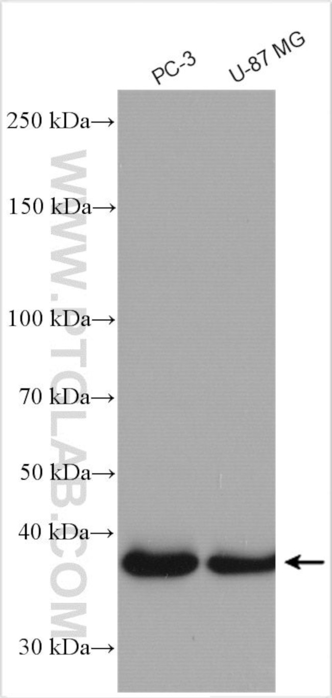 Siglec-15 Antibody in Western Blot (WB)