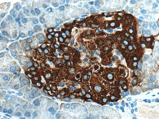 Ins1 Antibody in Immunohistochemistry (Paraffin) (IHC (P))