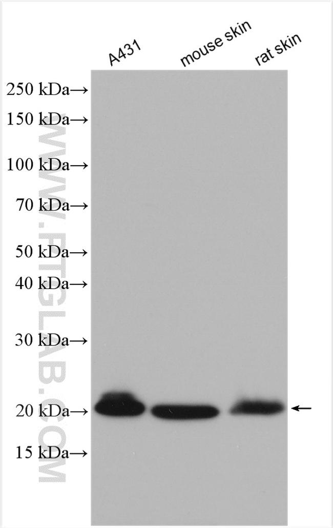 Claudin 1 Antibody in Western Blot (WB)