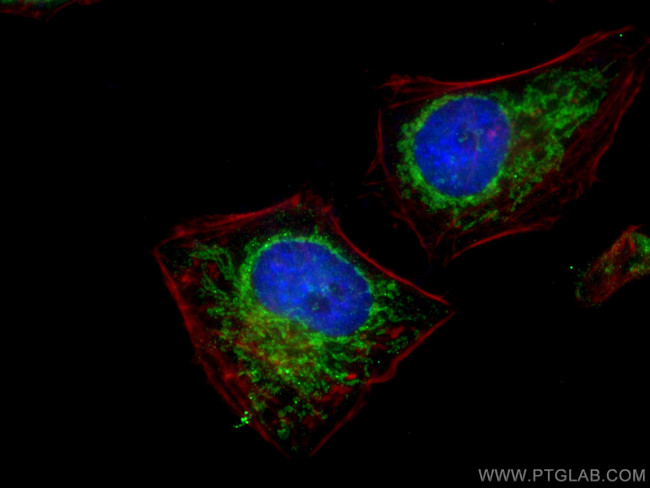 Sam50 Antibody in Immunocytochemistry (ICC/IF)