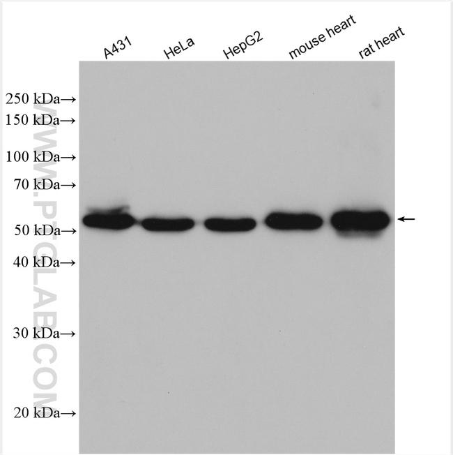 Sam50 Antibody in Western Blot (WB)