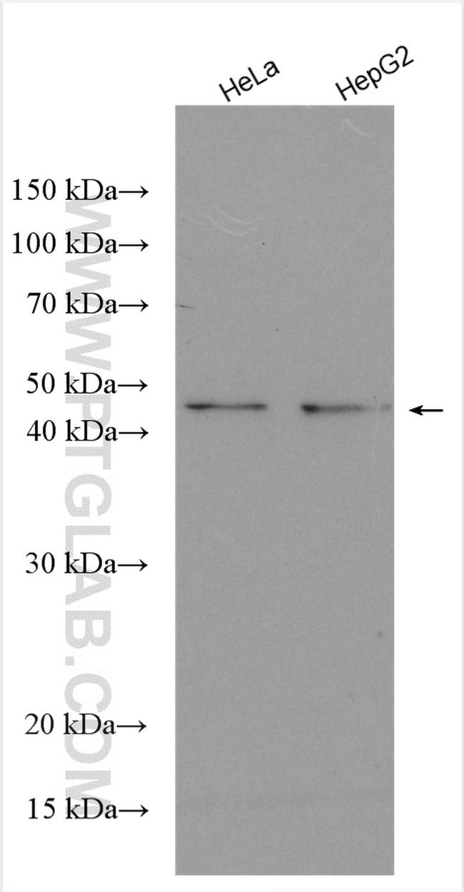 ODC1 Antibody in Western Blot (WB)