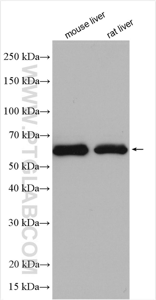 ESAM Antibody in Western Blot (WB)