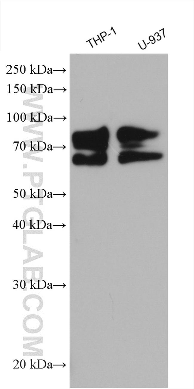 TNFR2 Antibody in Western Blot (WB)