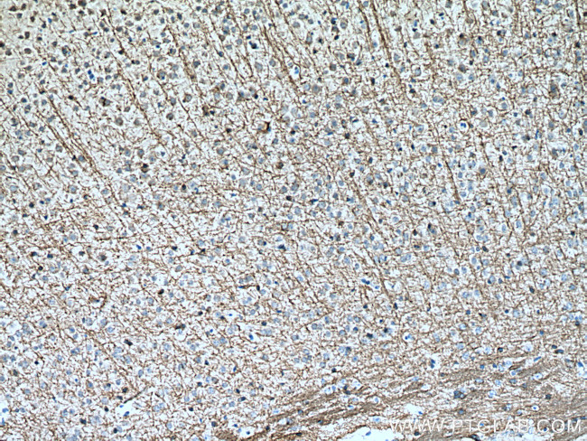 MOG Antibody in Immunohistochemistry (Paraffin) (IHC (P))