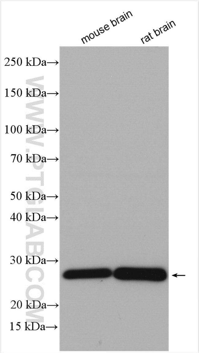 MOG Antibody in Western Blot (WB)