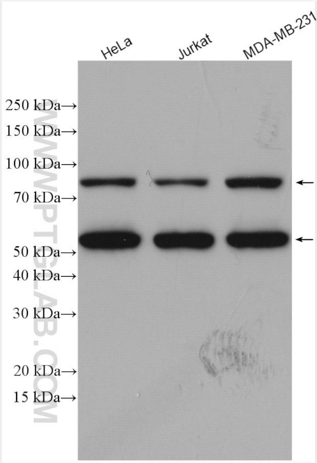 ZAK Antibody in Western Blot (WB)