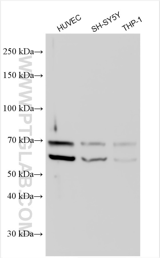 MEF2A Antibody in Western Blot (WB)