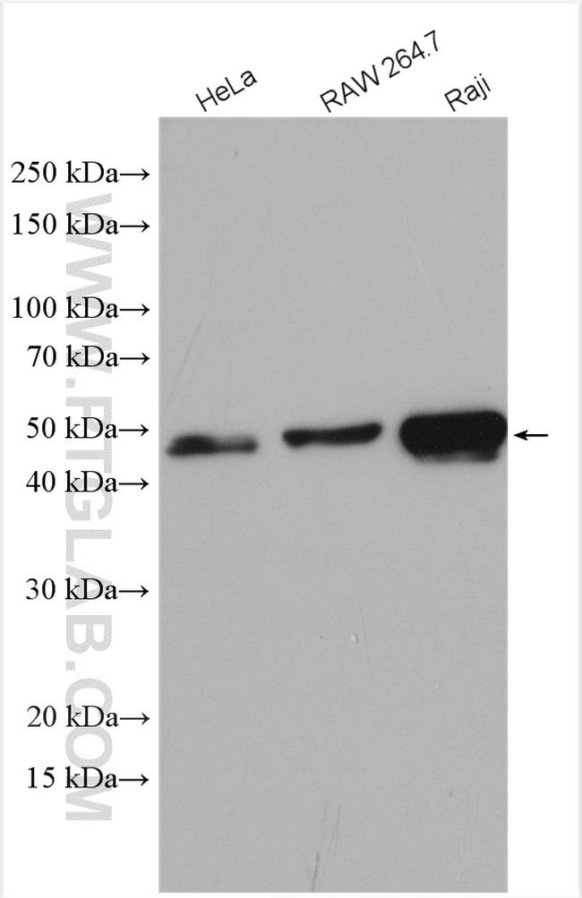 WIPI2 Antibody in Western Blot (WB)