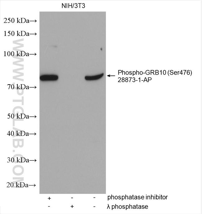 Phospho-GRB10 (Ser476) Antibody in Western Blot (WB)