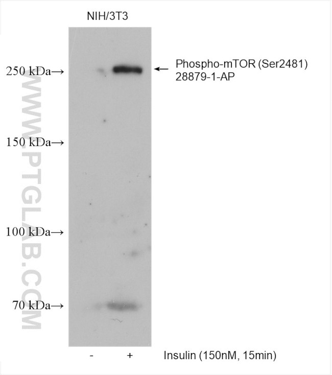 Phospho-mTOR (Ser2481) Antibody in Western Blot (WB)