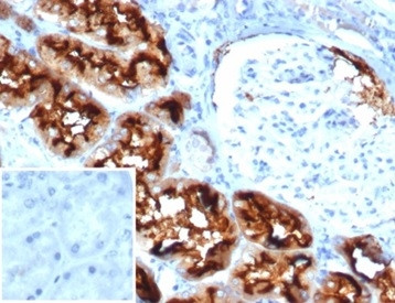 CD13/Aminopeptidase-N (Myeloid Cell Marker) Antibody in Immunohistochemistry (Paraffin) (IHC (P))